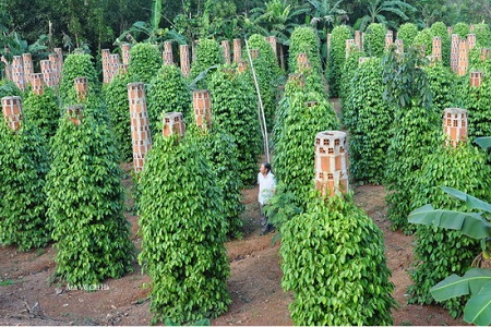 Việt Nam đặt mục tiêu thu về 1,6 tỷ USD từ xuất khẩu hạt tiêu năm 2017