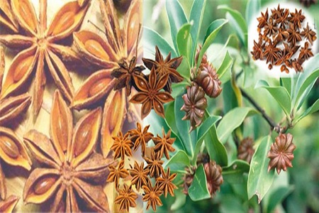  Lợi ích về Làm đẹp của Hoa Hồi