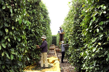 Thị trường Hồ tiêu Việt Nam vượt quá mong đợi